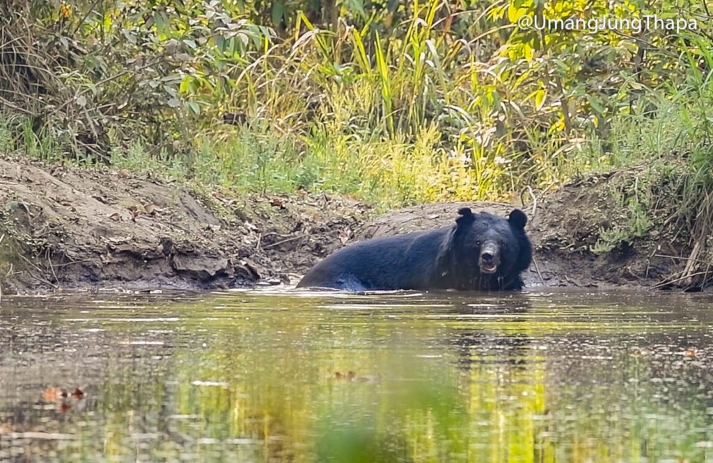 Surprise find of Himalayan Black Bear in Bardia National Park, Nepal