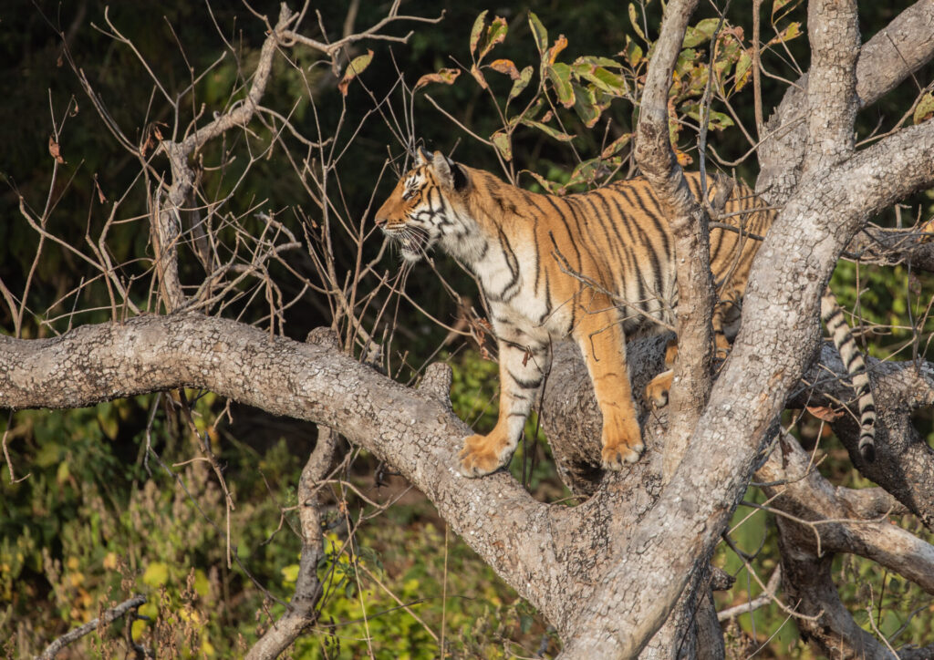 Saving Tigers and their Habitat